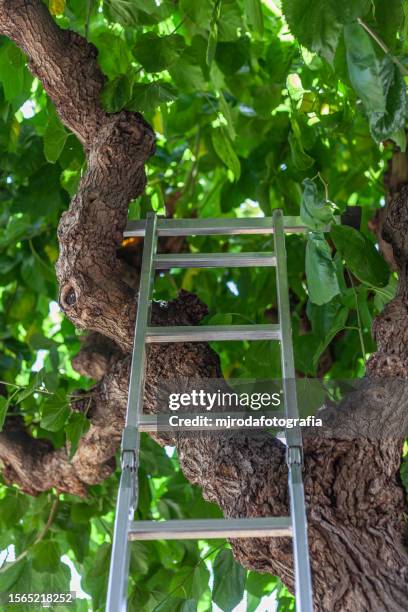 483 Tree Pruning Ladder Stock Photos, High-Res Pictures, and Images ...