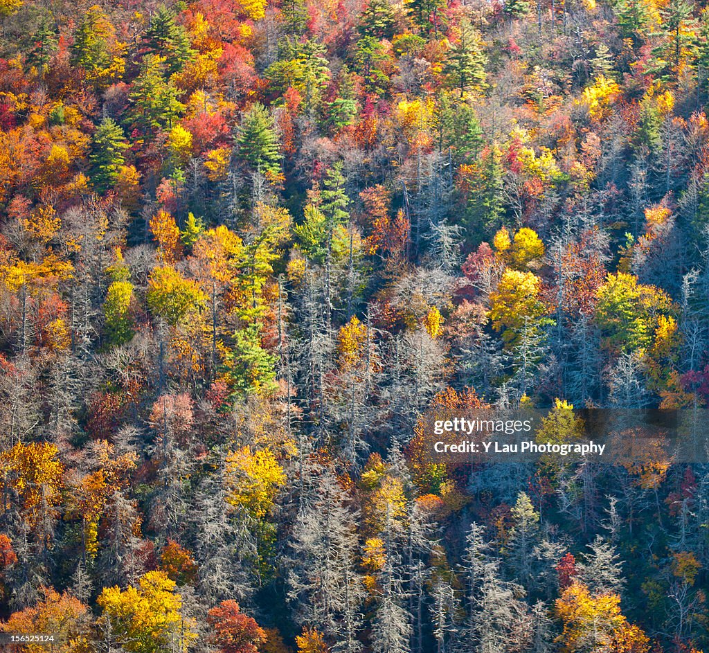 Cluster of colors