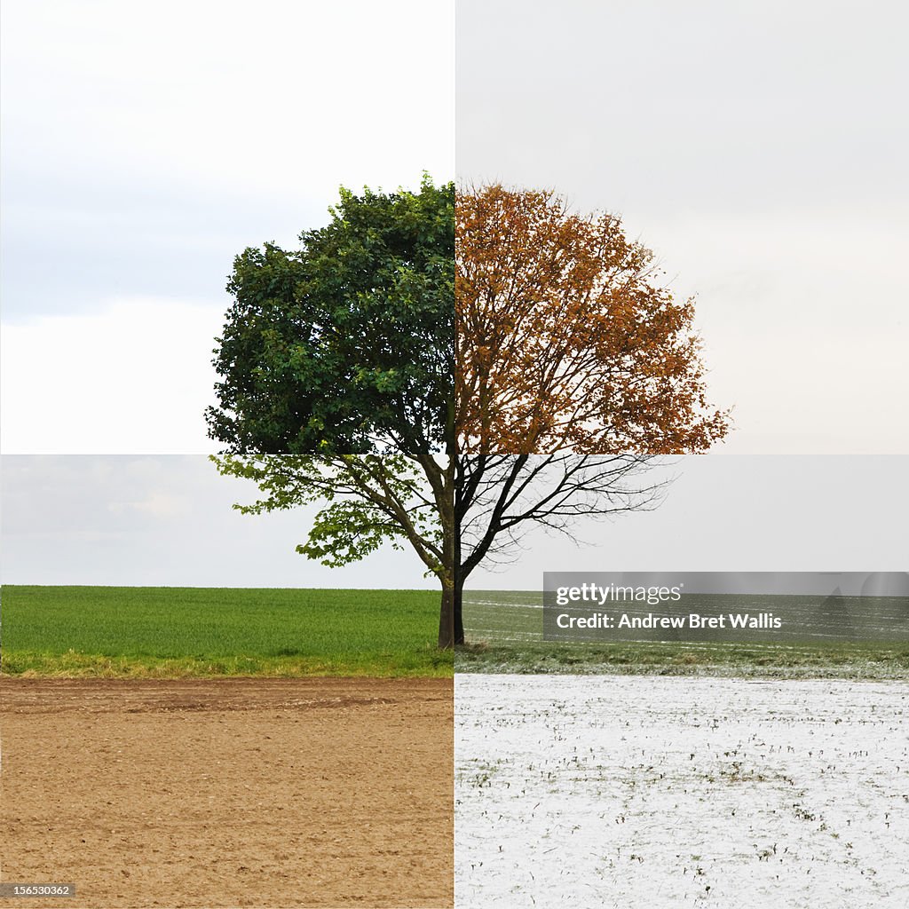 Solitary tree shown in all four seasons
