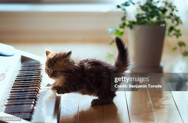 Cat Playing Instrument Photos and Premium High Res Pictures - Getty Images