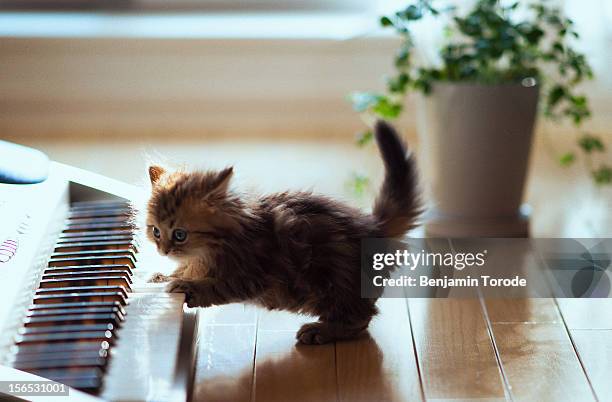 kitten playing with keyboard - persian cat stock pictures, royalty-free photos & images