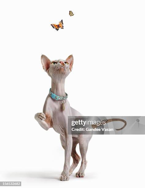 hairless cat and butterflies - cat looking up bildbanksfoton och bilder