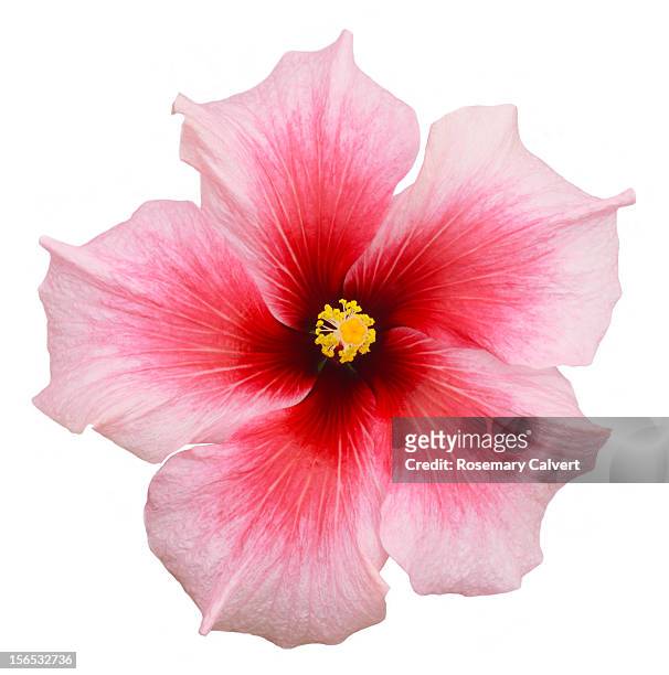 detail of a pink hibiscus flower in close-up. - flowers on white stock pictures, royalty-free photos & images