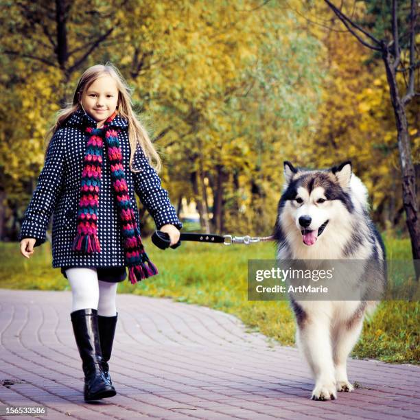 herbst park-szene - malamute stock-fotos und bilder