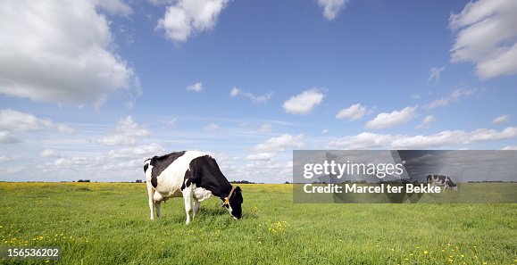 Grazing cows in a pasture Grazing cows in a pasture