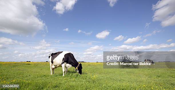 grazing cows in a pasture - domestic cattle stock pictures, royalty-free photos & images