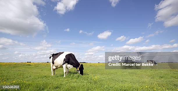 grazing cows in a pasture - pastar - fotografias e filmes do acervo