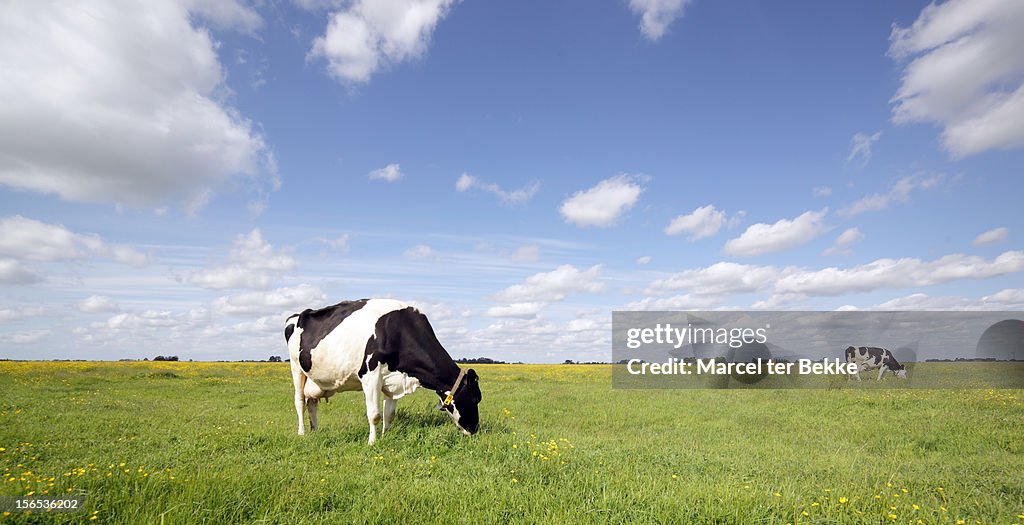 Grazing cows in a pasture