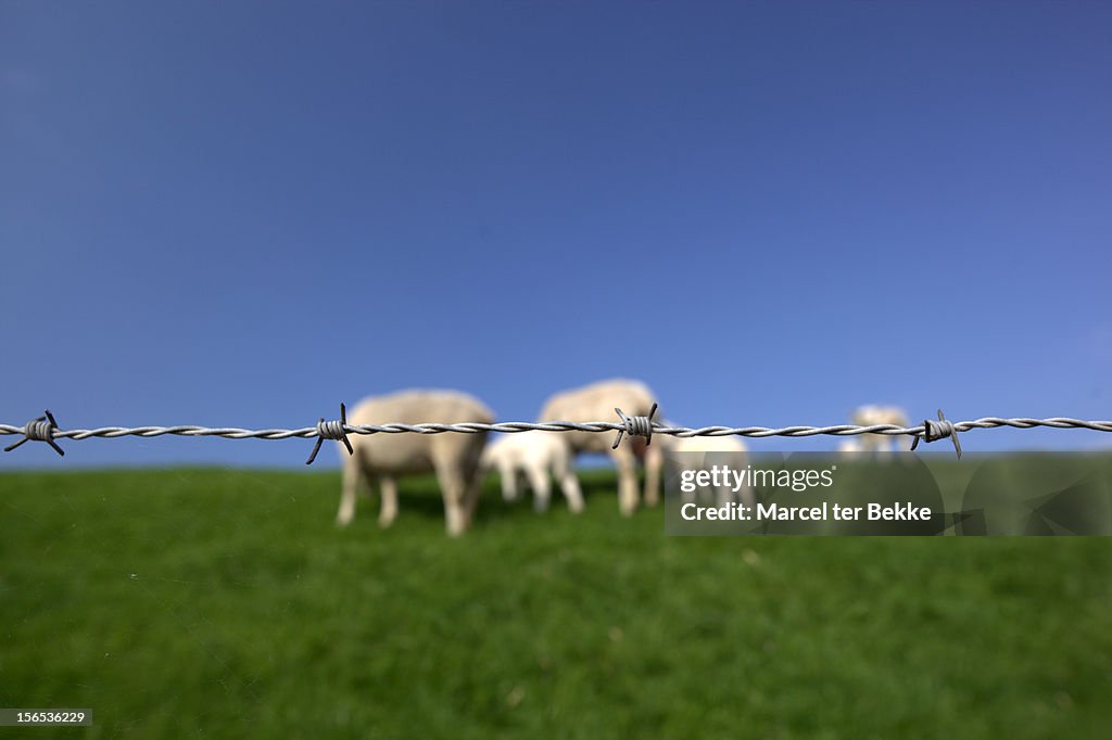 Barbed wire & sheep