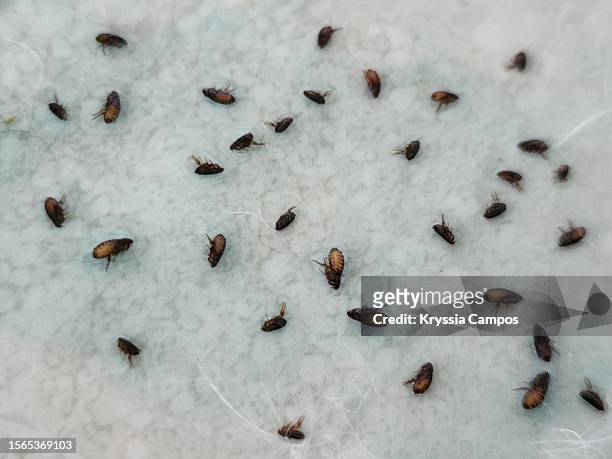 a group of deceased fleas - flea stock-fotos und bilder