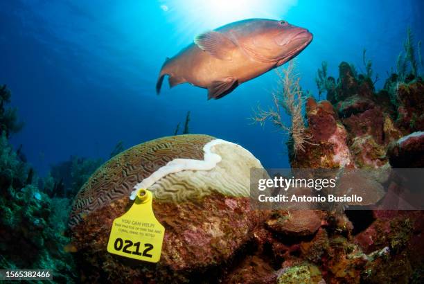 grouper swimming over sick  brain coral affected by stony coral tissue loss disease (sctld) - undersea world stock pictures, royalty-free photos & images