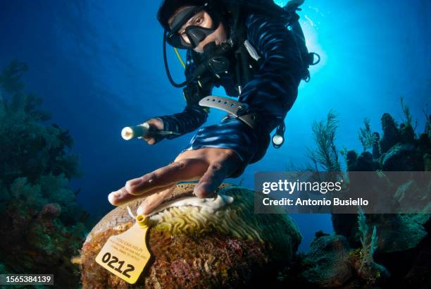 marine biologist using antibiotic to treat sick coral affected by stony coral tissue loss disease (sctld) - undersea world stock pictures, royalty-free photos & images