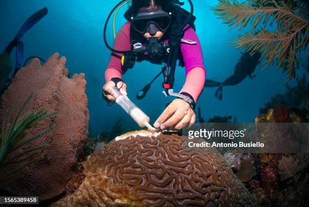 marine biologist using antibiotic to treat sick star coral affected by stony coral tissue loss disease (sctld) - marine biologist stock pictures, royalty-free photos & images