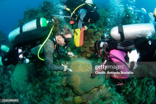 marine biologist using antibiotic to treat sick coral affected by stony coral tissue loss disease (sctld) - marine biologist stock pictures, royalty-free photos & images