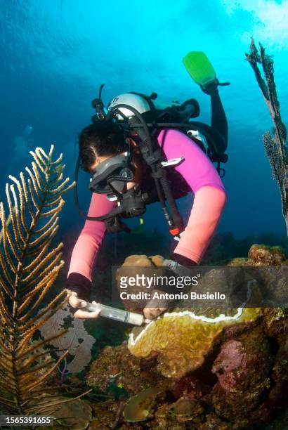 marine biologist using antibiotic to treat sick brain coral affected by stony coral tissue loss disease (sctld) - bay islands stock pictures, royalty-free photos & images
