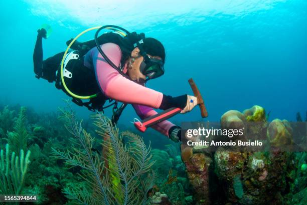 marine biologist working on saving sick coral affected by stony coral tissue loss disease (sctld) - biologist stock pictures, royalty-free photos & images