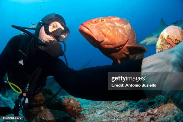 scuba diver making a selfie with a nassau grouper - honduran jokes stock-fotos und bilder