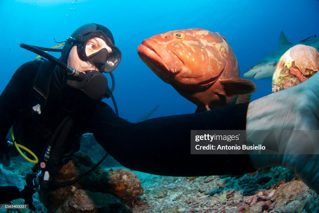 Scuba diver making a selfie with a Nassau grouper