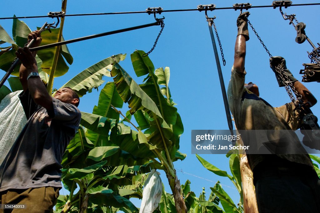 Banana industry in the Caribbean