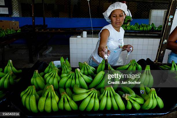 Colombian girl applies chemicals to bananas before packaging at a banana plantation on March 14, 2006 in Aracataca, Colombia. Eighty percent of the...