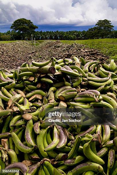 Bananas thrown away behind a banana plantation on November 17, 2004 in Changuinola, Panama. Eighty percent of the exported bananas in the world are...