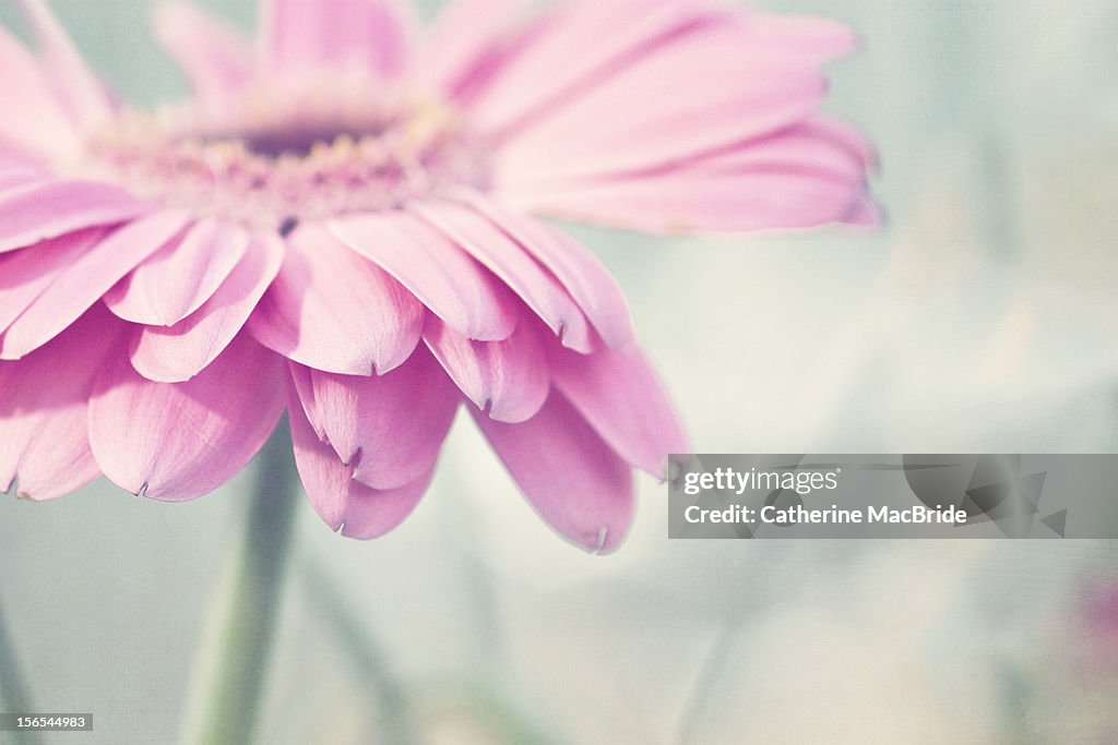 Pale Pink Gerbera Flower