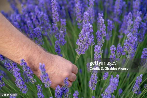man picking flowers in a lavender field - top viola stock pictures, royalty-free photos & images