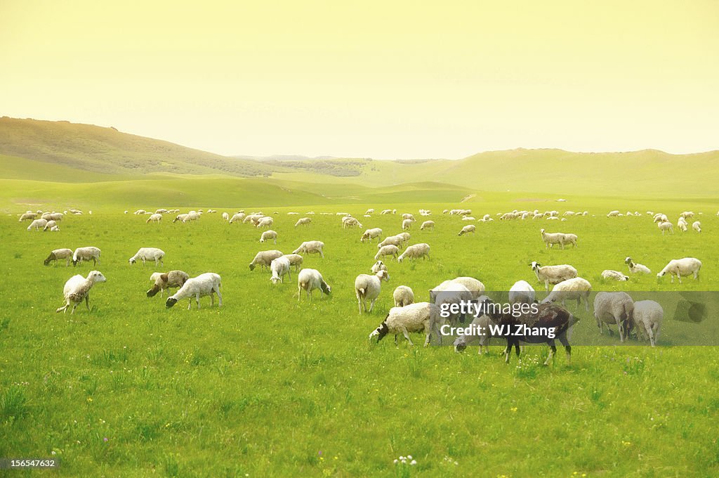 Paradise Mongolia