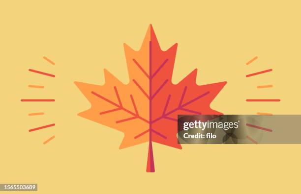 autumn maple leaf symbol - leaf vein stock illustrations