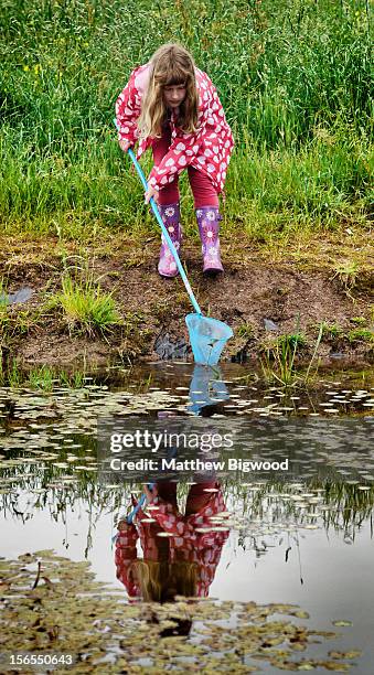 pond dipping - dips stock pictures, royalty-free photos & images