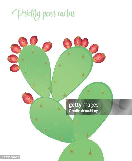 prickly pear cactus - prickly pear cactus stock illustrations