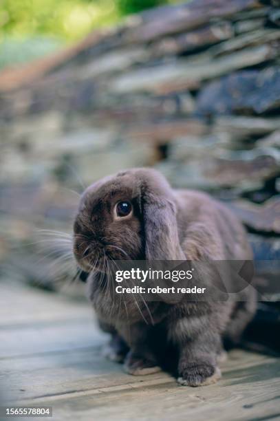 Small Round Eared Rabbit 1,410 Lop Eared Rabbits Stock Photos, High-Res Pictures, and Images ...