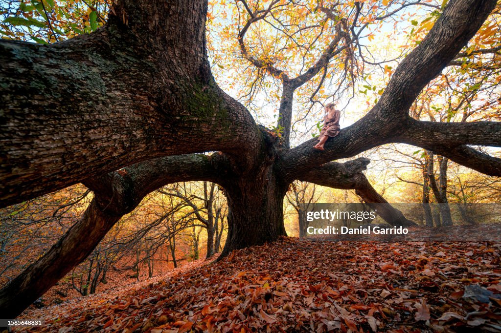 A girl on the mighty chestnut tree, girl admiring autumn scenery, autumn balance