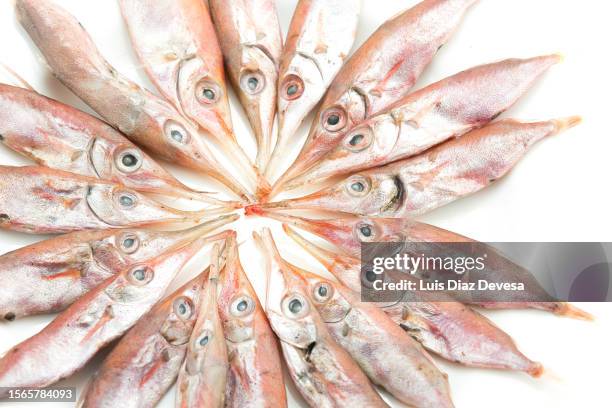 longspine snipefish - snipefish stock pictures, royalty-free photos & images