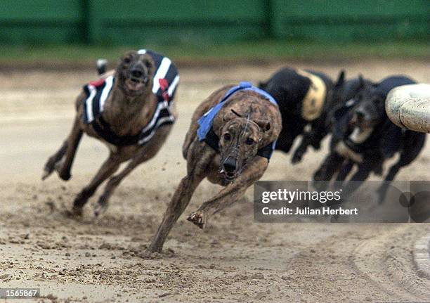 Monoco Wharf leads the field into the home straight at Crayford before landing Race 4 on the Afternoons card at the East London track Mandatory...