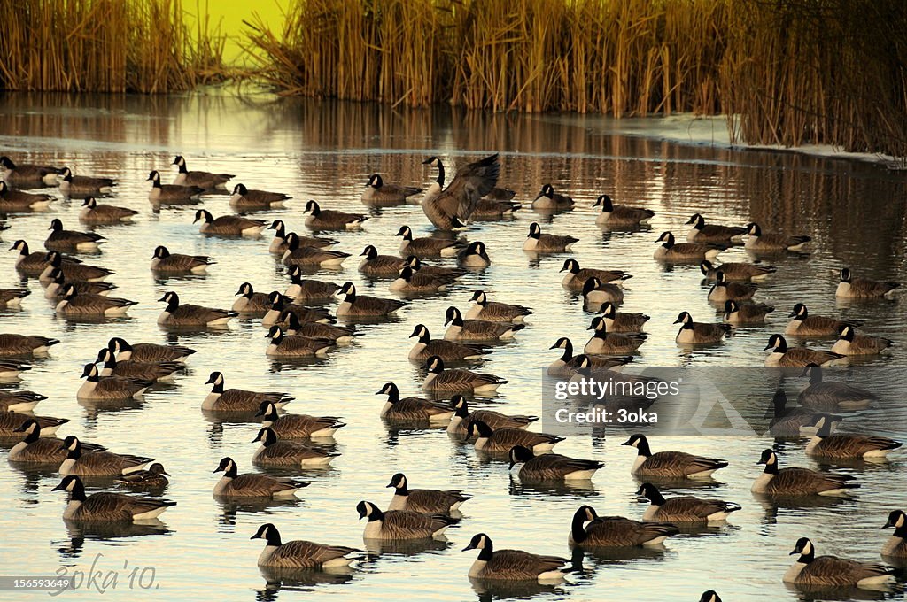 Goose army.