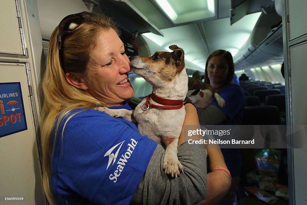 Sixty Hurricane Sandy Pets Fly First Class To New Holiday Home