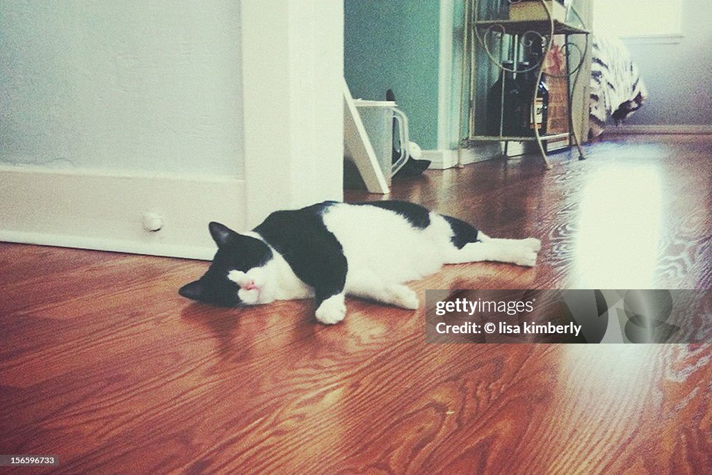 Black and White Cat Sleeping On Wood Floor