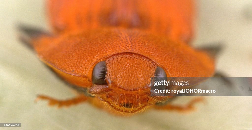 Click beetle face