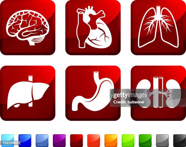 human organs and anatomy royalty free vector icon set stickers - heart ventricle stock illustrations