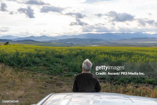 elevated view of man in rapeseed field - car appearance stock pictures, royalty-free photos & images