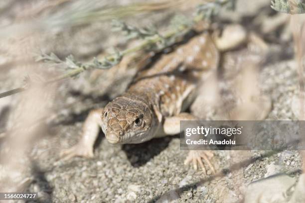 Strauch's racerunner is seen near Lake Van of Turkiye on July 12, 2023. Lake Van, the largest soda lake in the world, is home to many species in the...