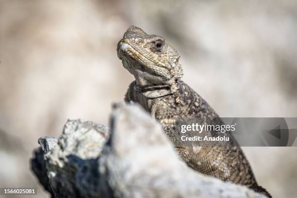 Caucasian agama is seen near Lake Van of Turkiye on July 12, 2023. Lake Van, the largest soda lake in the world, is home to many species in the...