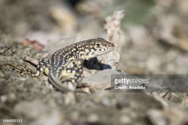 Suphan racerunner is seen near Lake Van of Turkiye on July 12, 2023. Lake Van, the largest soda lake in the world, is home to many species in the...