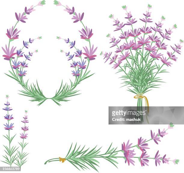 lavender - seringa stock illustrations