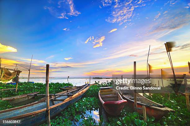surrounded by lillies - province of rizal stock pictures, royalty-free photos & images