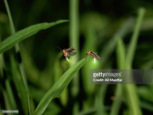 glowing firefly - fireflies stockfoto's en -beelden