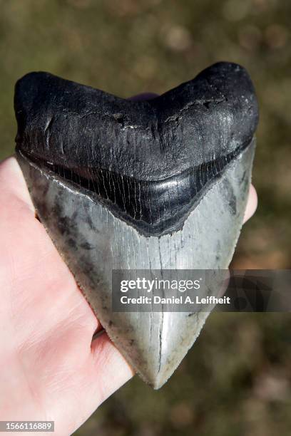 megalodon shark tooth - megalodon tooth bildbanksfoton och bilder