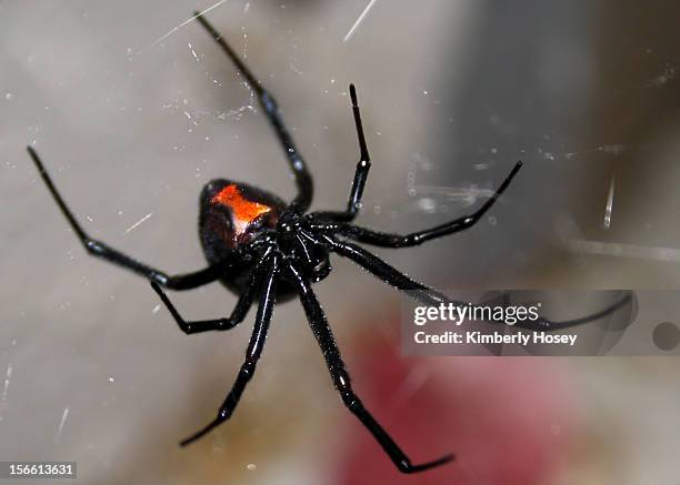 black widow spider - black widow image foto e immagini stock