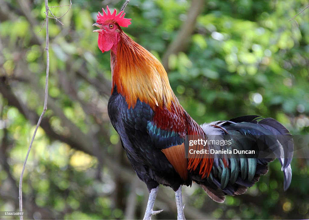 Rooster crowing